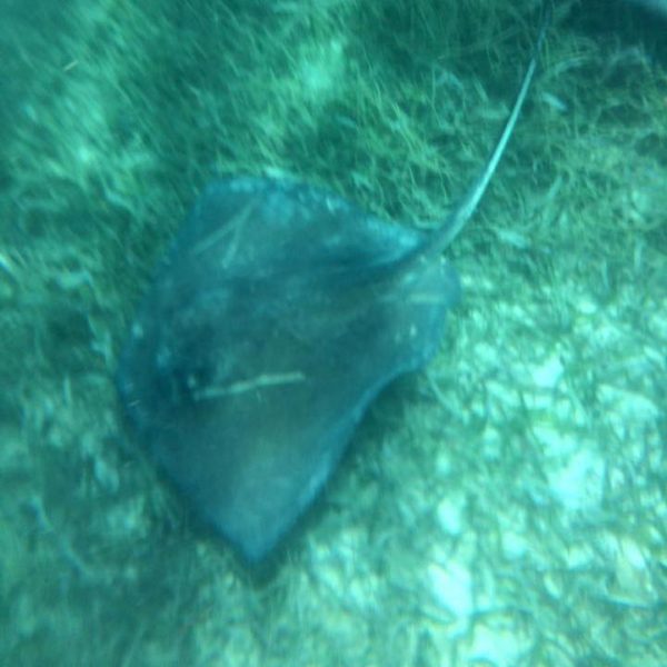 Belize-Stingray