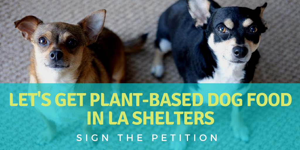 LA shelters