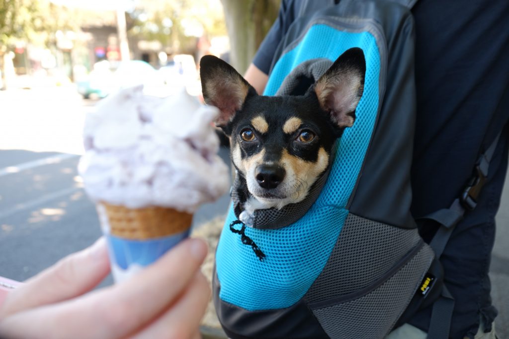 Pablo Sizes Up the Ice Cream