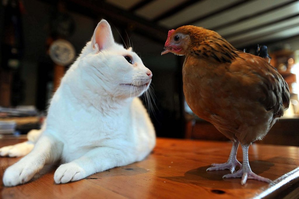 Cat and Chicken